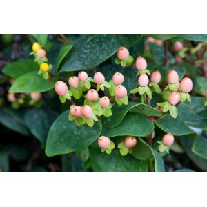 Johanniskraut 'Magical Beauty' mit gelben Blüten und rosa Beeren, Strauch für Garten und Kübel.
