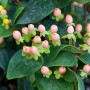 Johanniskraut 'Magical Beauty' mit gelben Blüten und rosa Beeren, Strauch für Garten und Kübel.