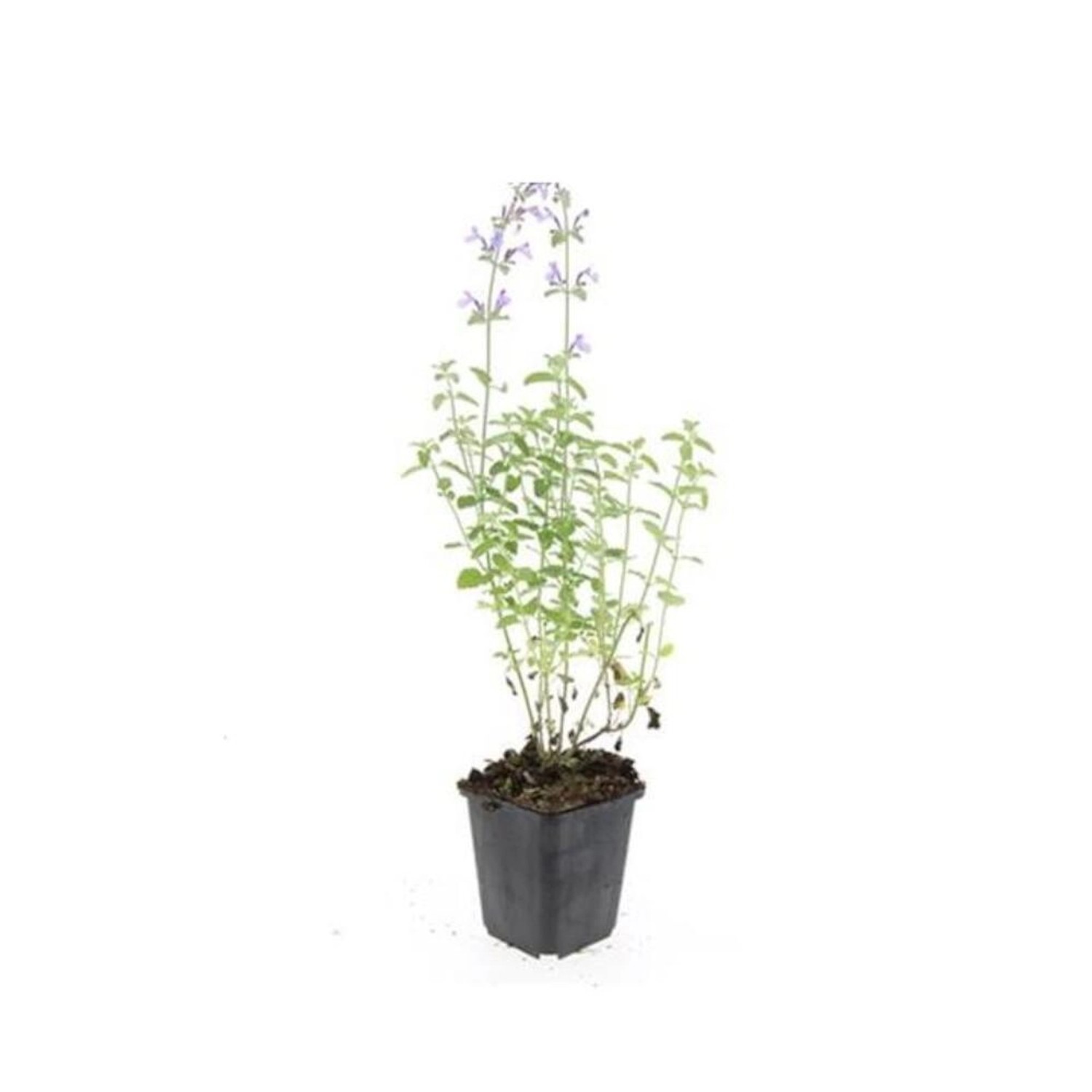 Exotenherz Katzenminze Nepeta Faassenii Walkers Low Pflegeleichte Staude 9c günstig online kaufen