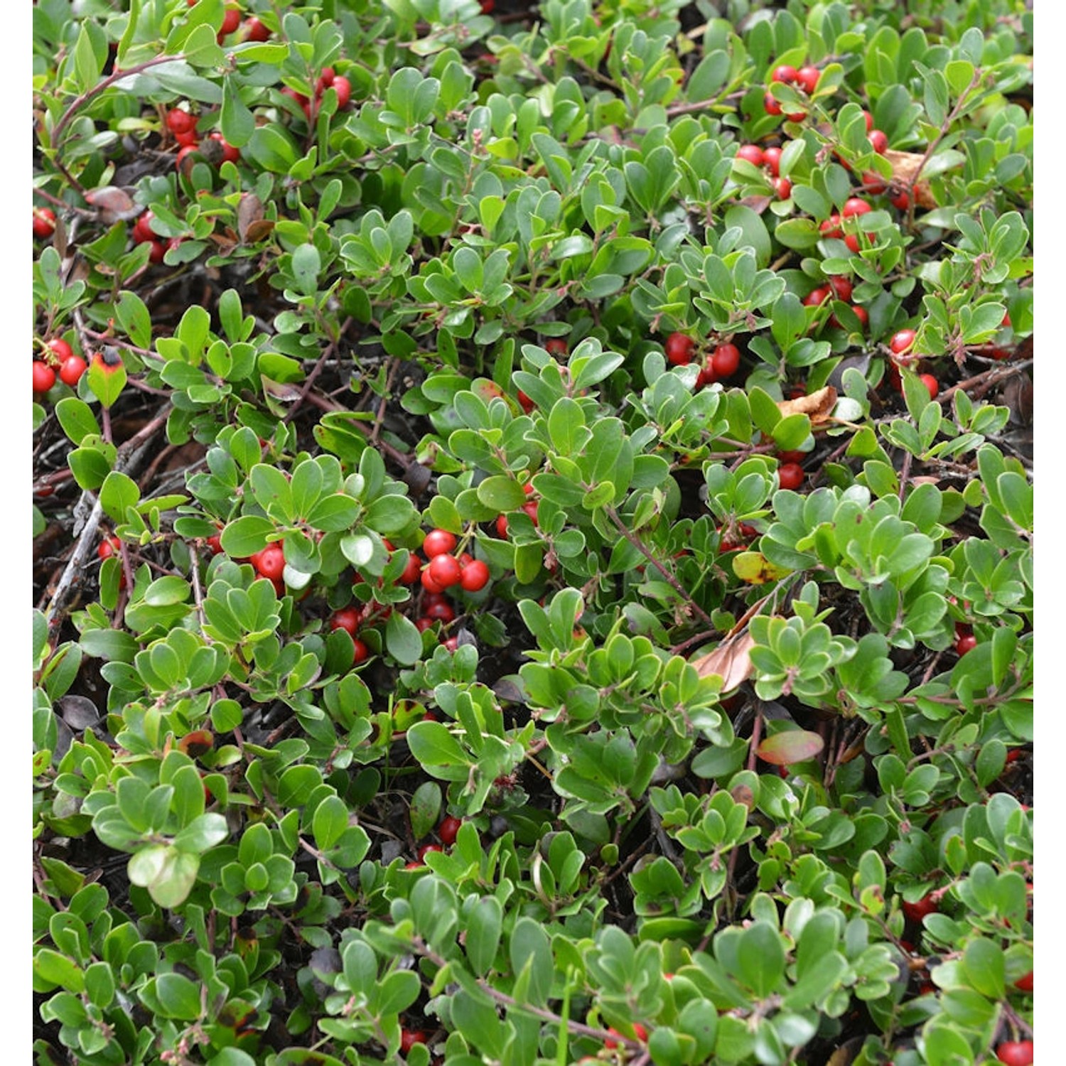 Europäische Bärentraube 20-25cm - Arctostaphylos uva-ursi günstig online kaufen