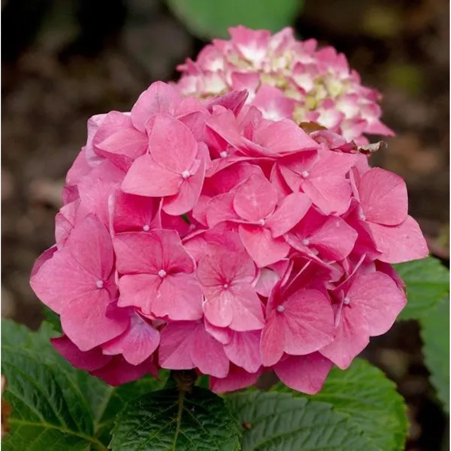 Bauernhortensie Red Baron 40-60cm - Hydrangea macrophylla