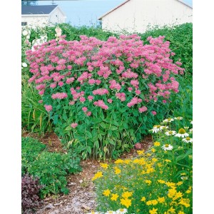 Üppige Wilde Bergamotte 'Marshalls Delight' Staude mit pinkfarbenen Blüten im Gartenbeet.