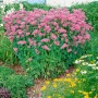 Üppige Wilde Bergamotte 'Marshalls Delight' Staude mit pinkfarbenen Blüten im Gartenbeet.