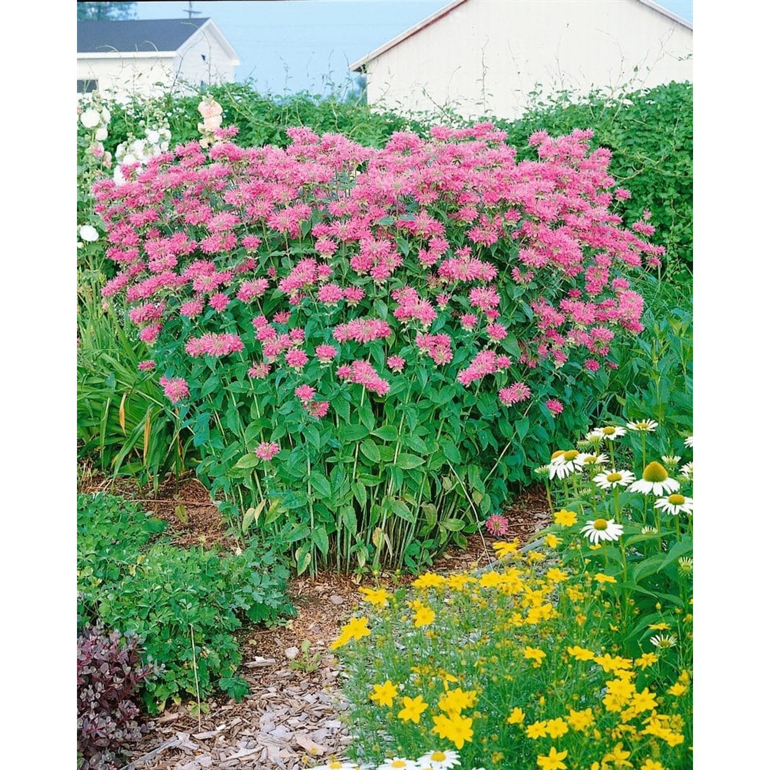 Monarda Fistulosa Marshalls Delight Wilde Bergamotte Ca. 9x9 cm Topf günstig online kaufen