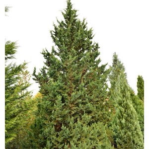 Gartenzypresse Wisselii, 25-30cm, Chamaecyparis lawsoniana, immergrüner Strauch für den Garten.