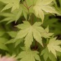 Detailaufnahme: Acer Palmatum Orange Dream, Japanischer Ahorn mit hellgrünen Blättern.