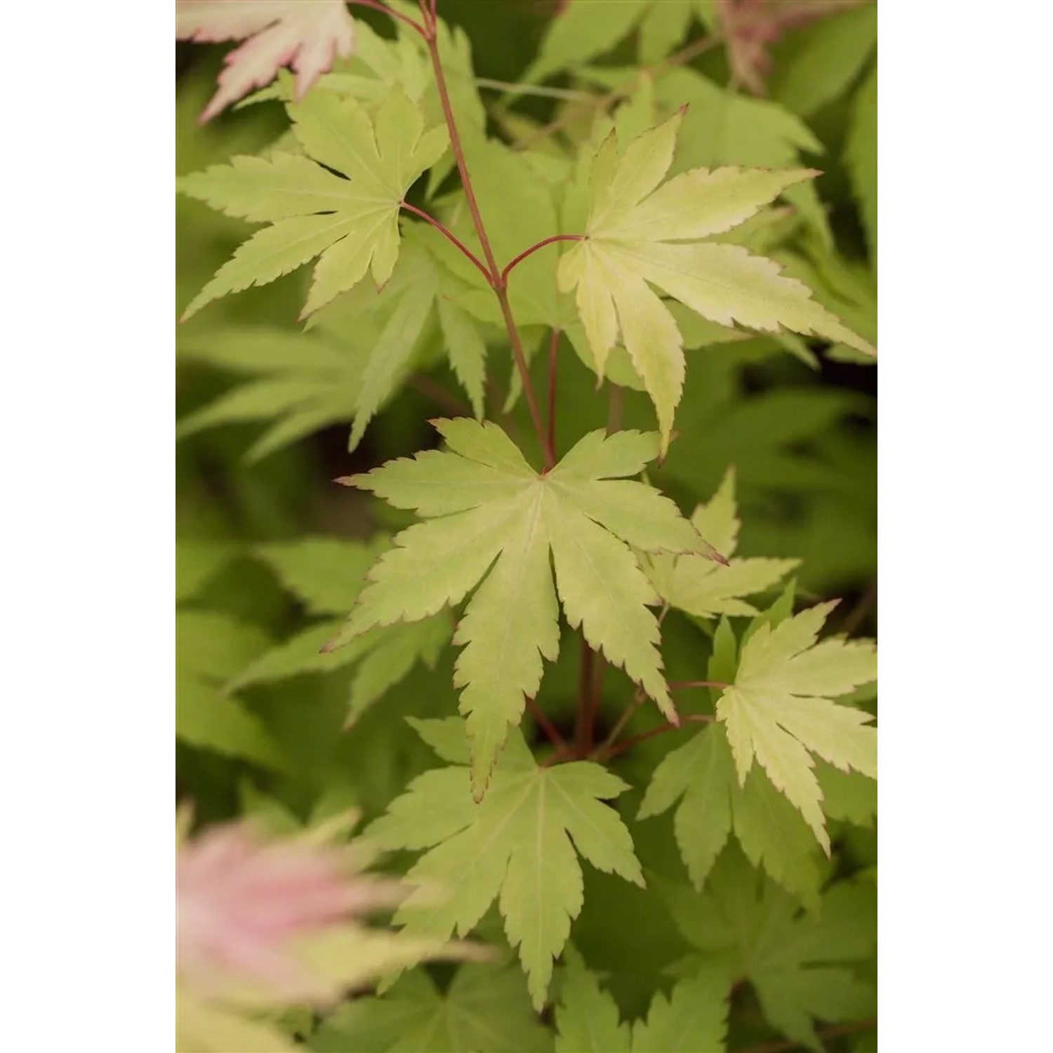 Detailaufnahme: Acer Palmatum Orange Dream, Japanischer Ahorn mit hellgrünen Blättern.