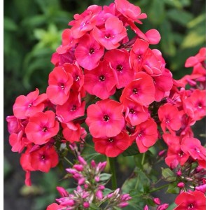 Nahaufnahme der leuchtend roten Hohen Flammenblume (Phlox paniculata) Raving Beauty.