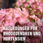 Nahaufnahme von rosa blühenden Rhododendren, gedüngt mit Compo Bio Langzeit-Dünger.