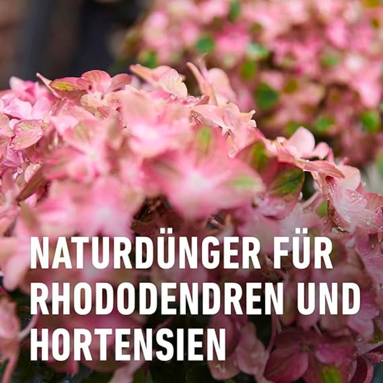 sun bum aloe lotion After Sun Cool Down Lotion main image 0