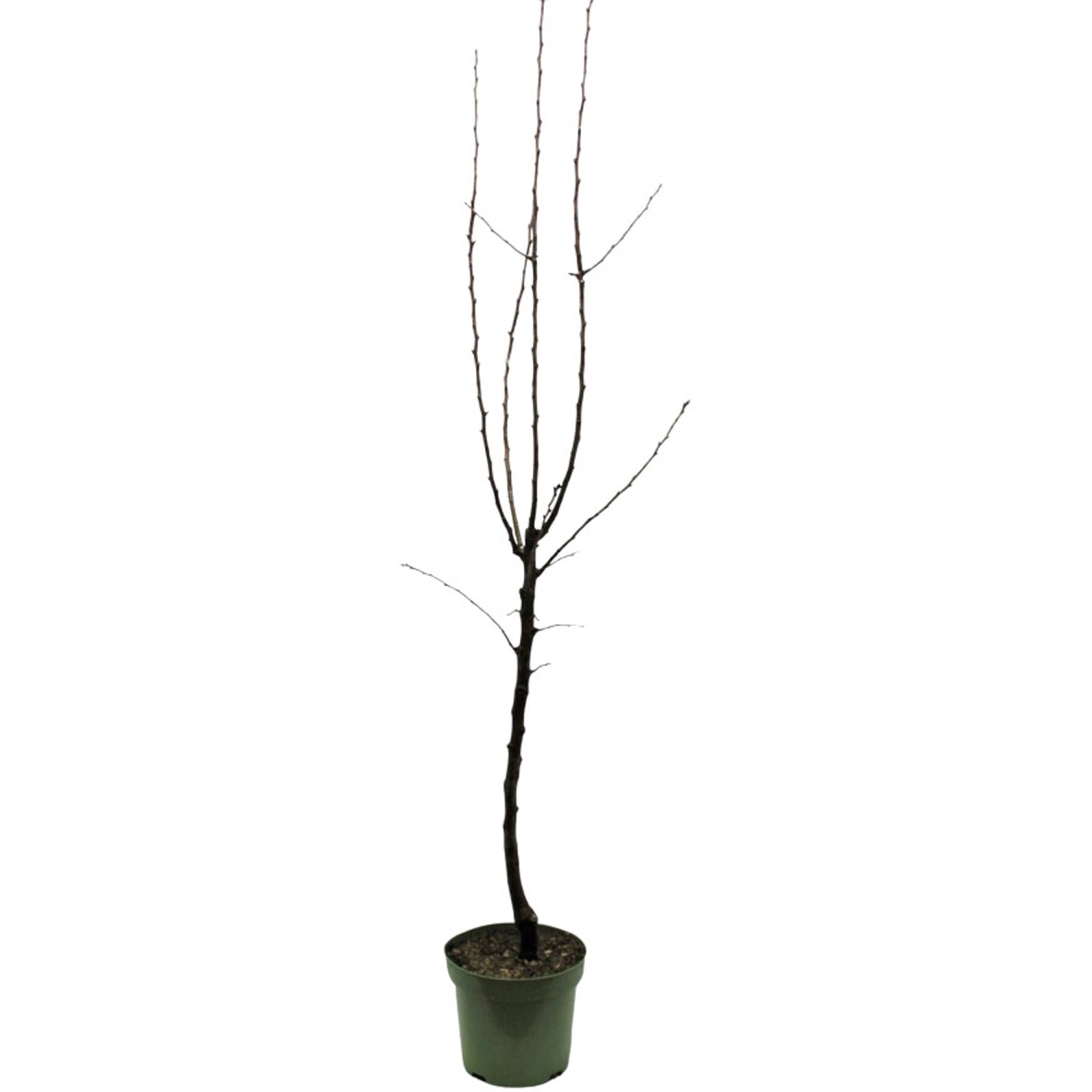 GROW by OBI Bio Nashi-Birne Kumoi Braun Höhe ca. 120-140 cm Topf ca. 7 l