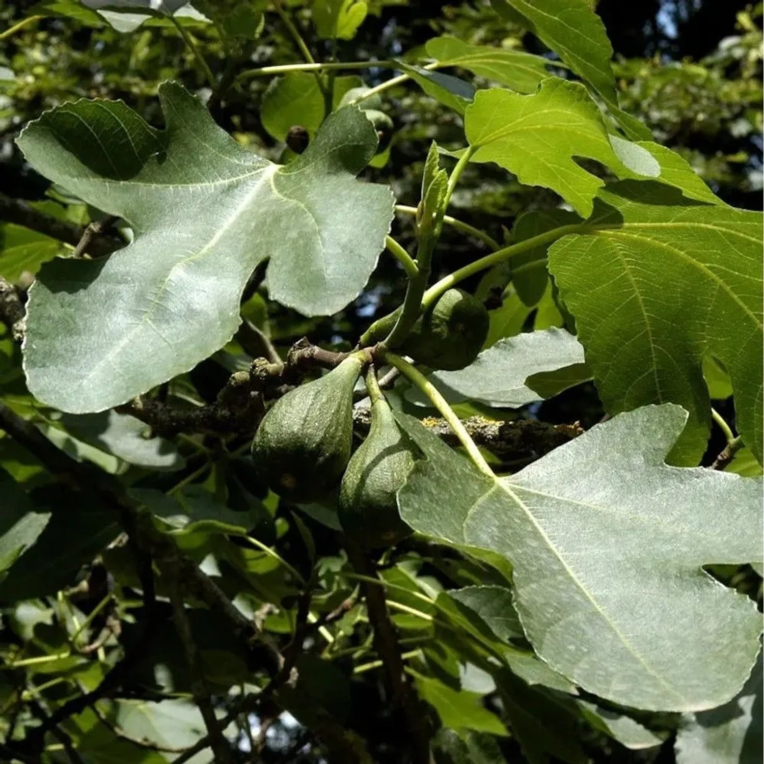 Feigenbaum Brown Turkey 40-60cm - Ficus carica