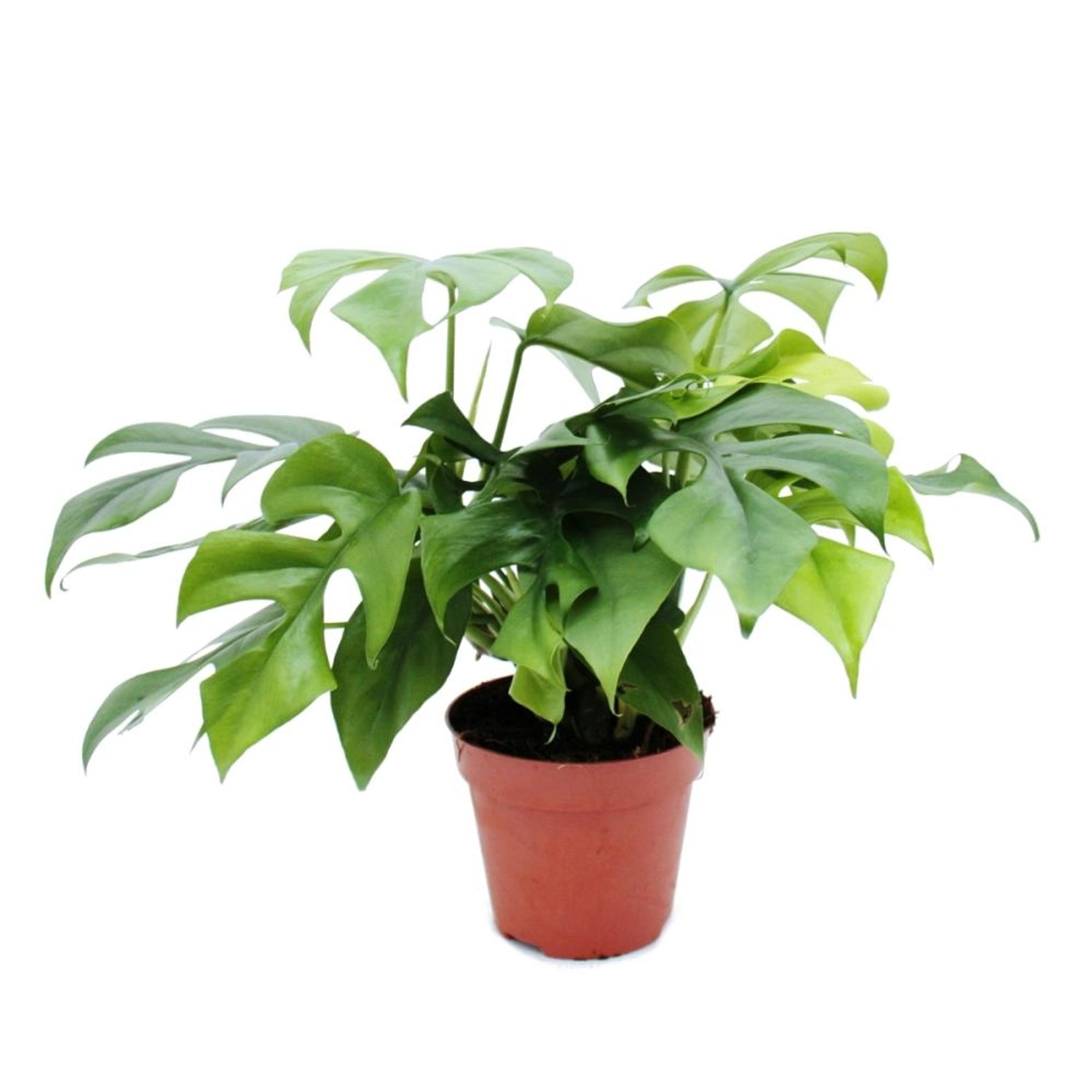 Exotenherz Monstera Minima Fensterblatt 15cm Topf günstig online kaufen