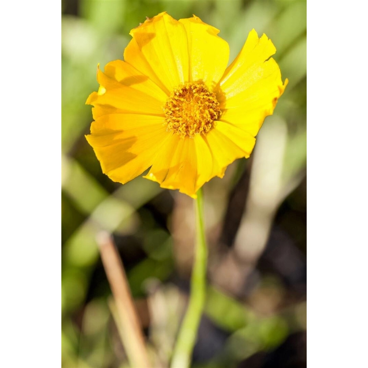 Coreopsis Grandiflora Schnittgold Großblumiges Mädchenauge Ca. 9x9 cm Topf günstig online kaufen