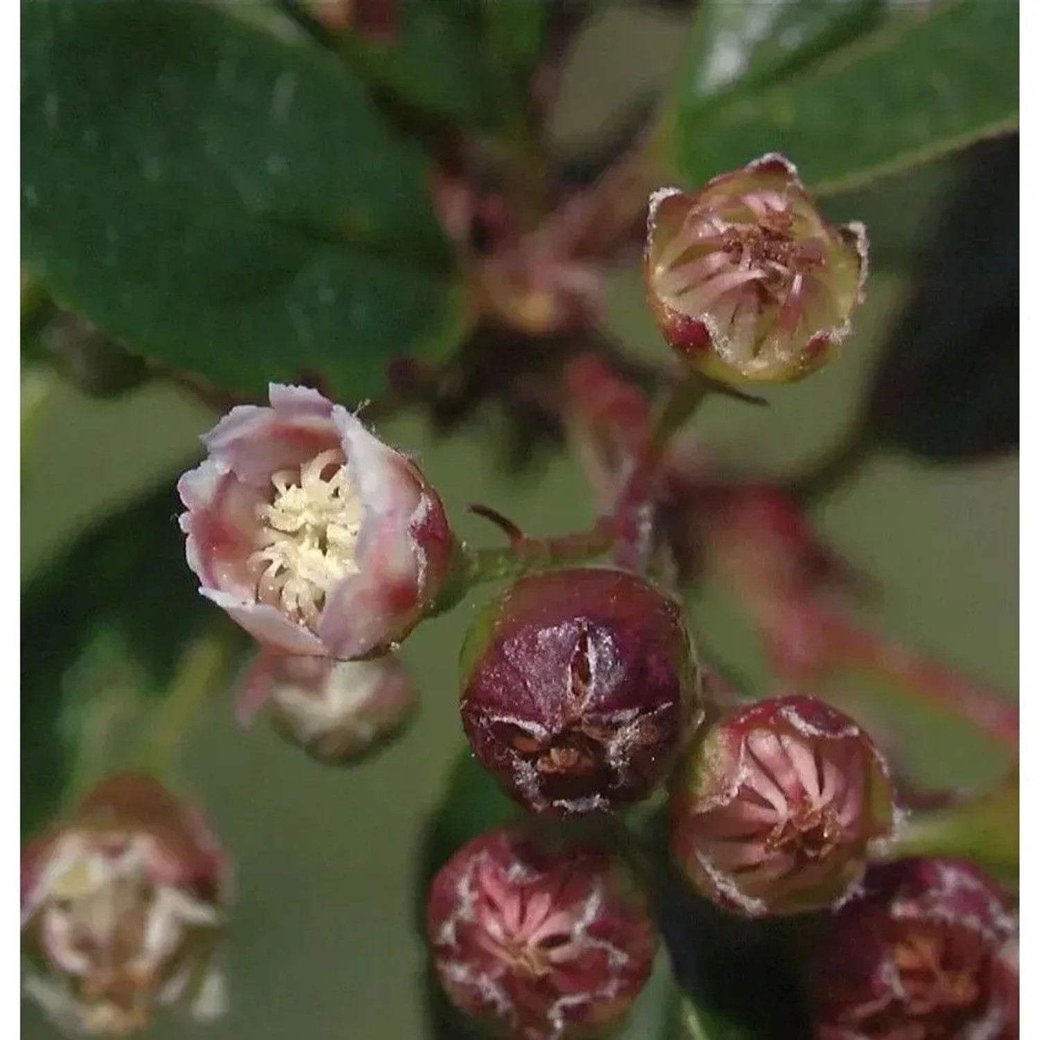 Glänzende Zwergmispel 100-125cm - Cotoneaster,ucidus