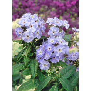 Nahaufnahme der blau blühenden Flammenblume 'Blue Boy' (Phlox paniculata) im Topf.