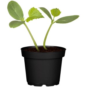 Junge Kastengurke (Cucumis sativus) im schwarzen Topf, bereit zum Einpflanzen.