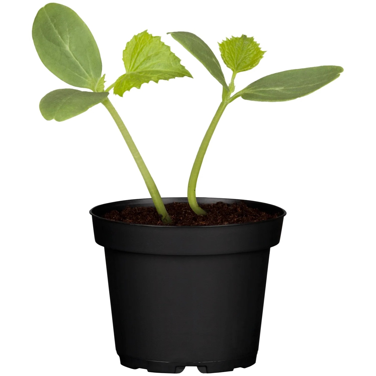 Junge Kastengurke (Cucumis sativus) im schwarzen Topf, bereit zum Einpflanzen.
