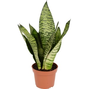 Bogenhanf Sansevieria zeylanica compacta im braunen Topf, eine pflegeleichte Sukkulente.