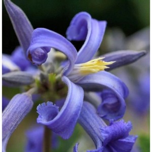 Nahaufnahme der blauen Staudenclematis Cote d Azur Blüte.