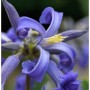 Nahaufnahme der blauen Staudenclematis Cote d Azur Blüte.