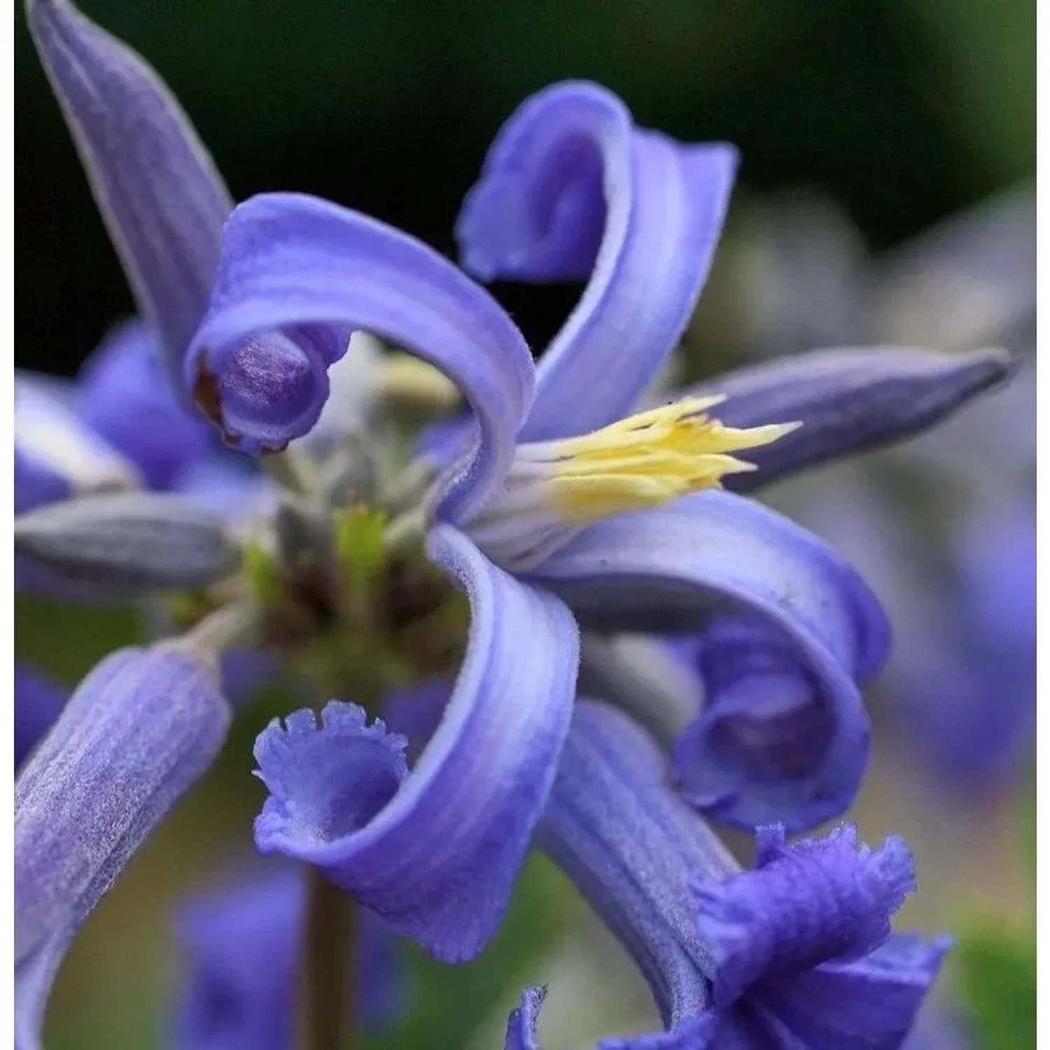 Staudenclematis Cote d Azur - Clematis heracleifolia
