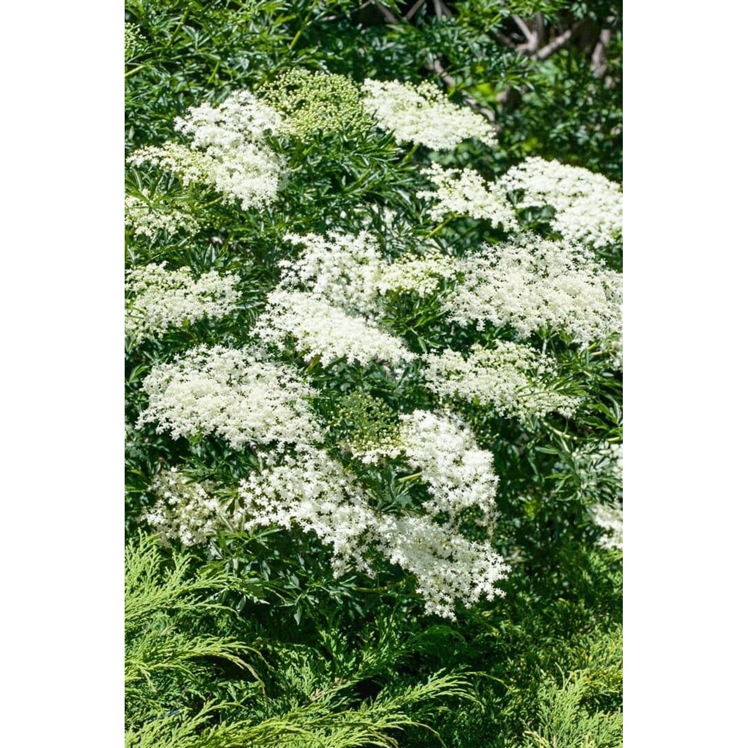 Sambucus Nigra Laciniata Schwarzer Holunder Feinblättrig 60–80 cm günstig online kaufen