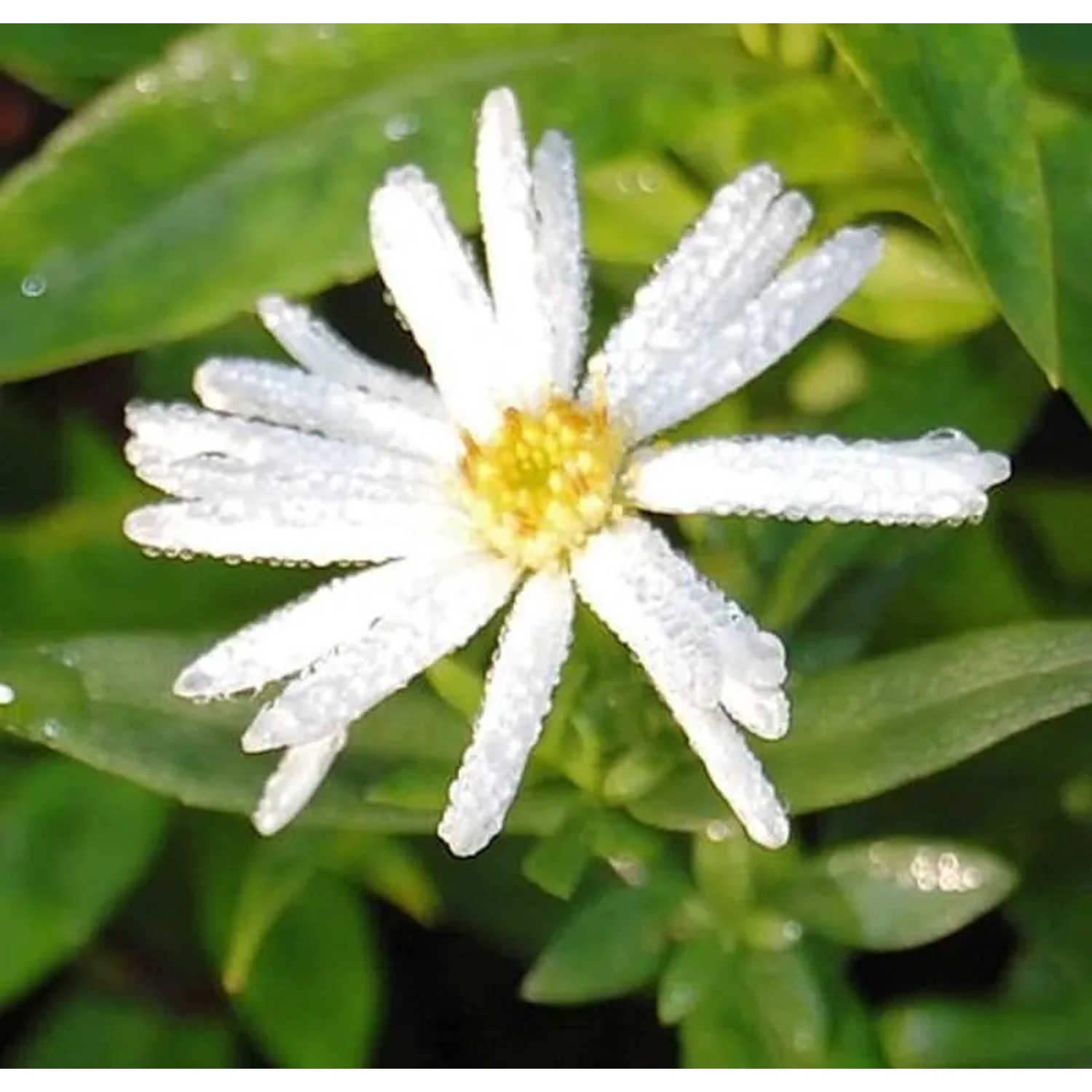 Glattblattaster Schneeberg - Aster novi belgii