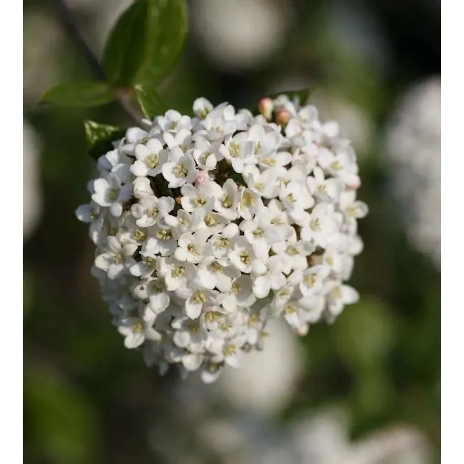 Hochstamm Schneeball Schroeders Nadine 60-80cm - Viburnum plicatum