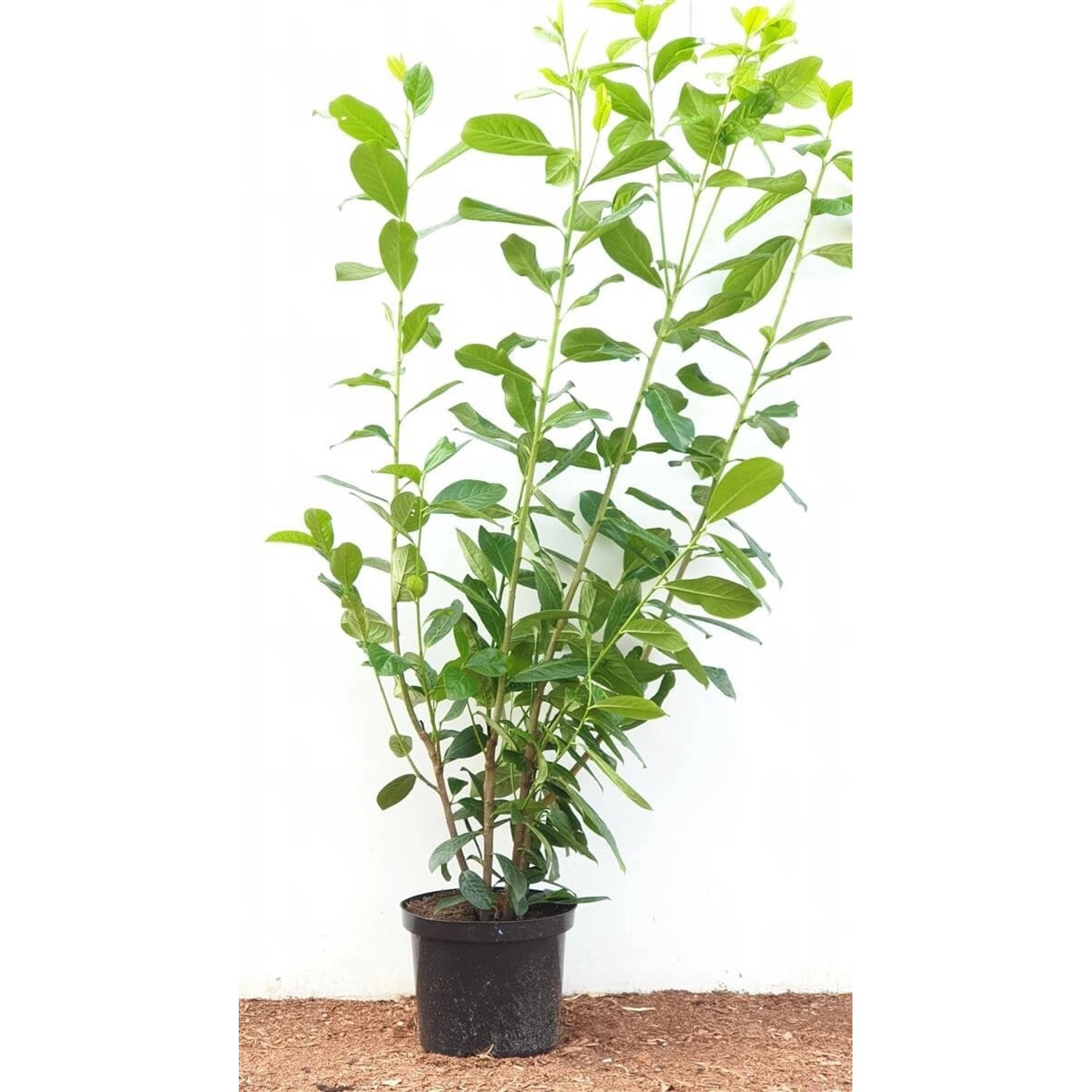 Prunus laurocerasus 'Novita' 100-120 cm günstig online kaufen