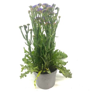 Geflügelter Strandflieder (Limonium sinuatum) im Topf, ca. 35 cm hoch.