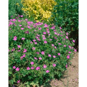 Rosa blühender Storchschnabel 'Rosenlicht' im 9x9 cm Topf. Ideal als Bodendecker für sonnige bis halbschattige Beete.