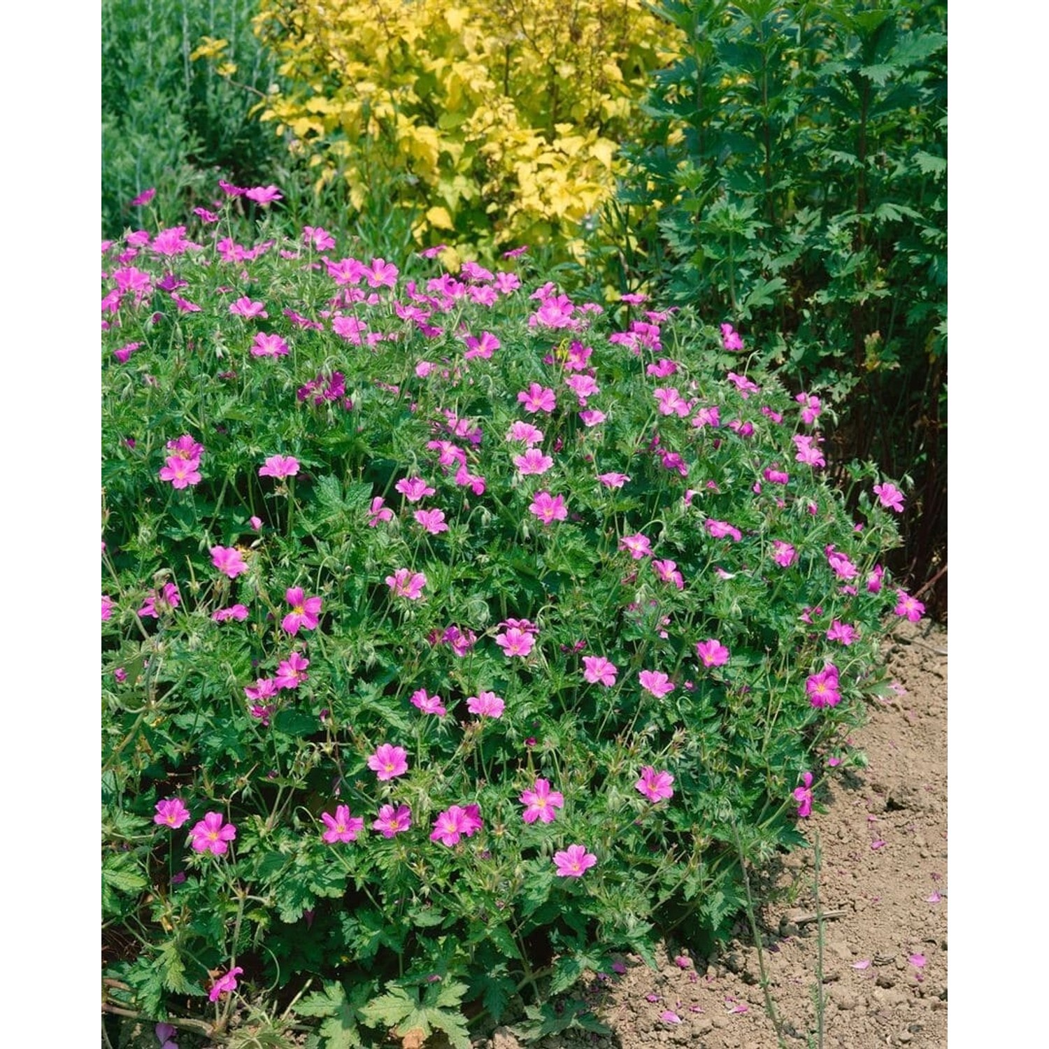 Geranium X Oxonianum Rosenlicht Storchschnabel Ca. 9x9 cm Topf günstig online kaufen