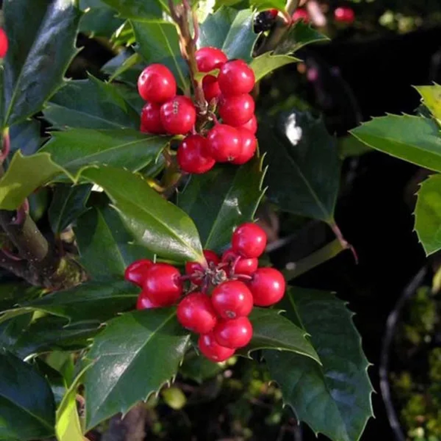 Stechpalme 'Heckenfee' Ilex × meserveae 40 bis 60 cm im Container Immergrün