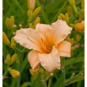Nahaufnahme einer apricotfarbenen Taglilie 'Curls' (Hemerocallis cultorum) im Garten.