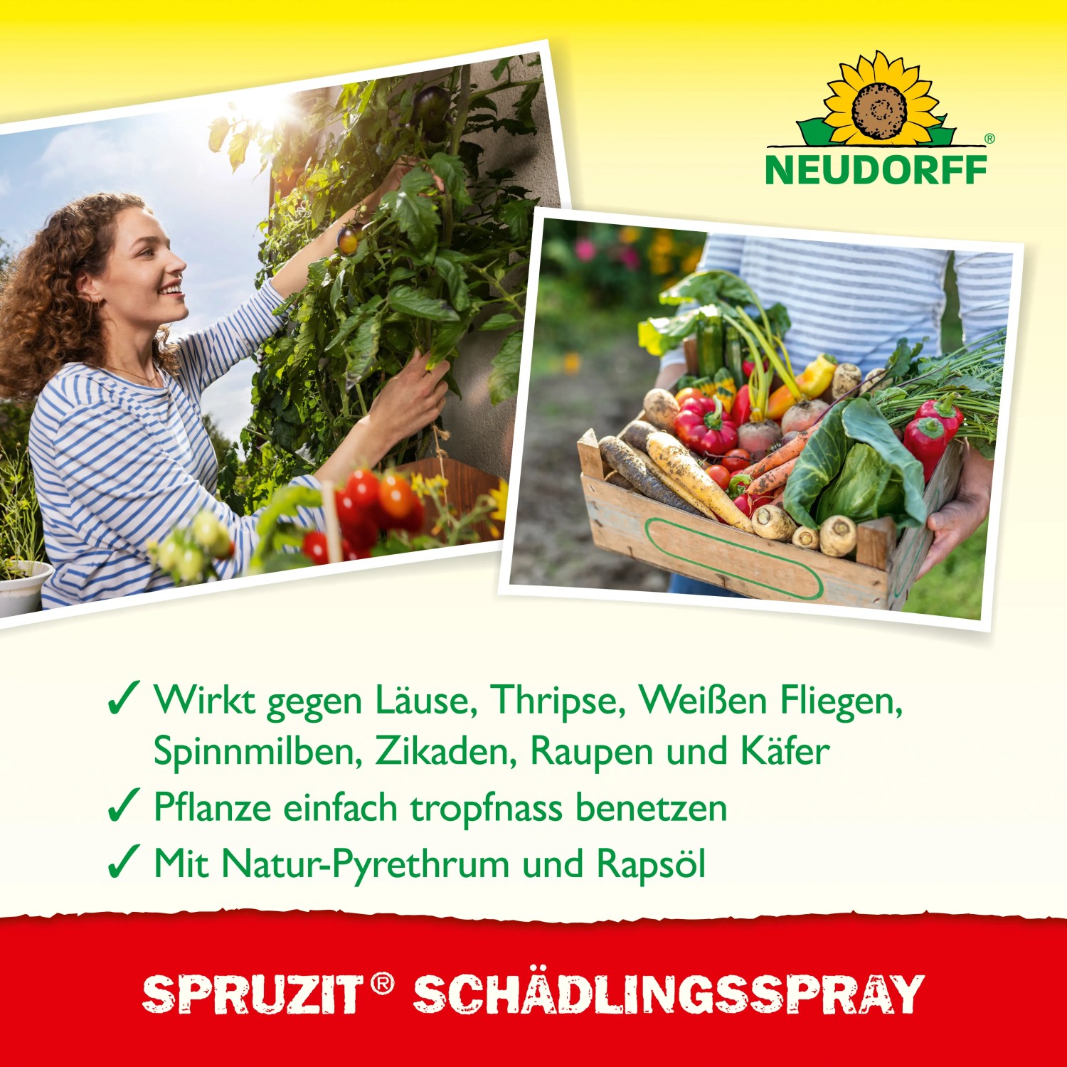 Neudorff Spruzit Schädlings-Spray 400ml: Anwendungsbeispiele im Garten und Ernte von Gemüse.
