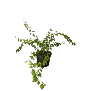 Baumfink Perlmuttstrauch im Topf, 40-60cm, mit grünen Blättern und überhängenden Zweigen.