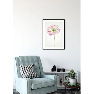 Komar Wandbild Poppy, 30x40 cm, mit zarter rosa Mohnblume im schwarzen Rahmen.