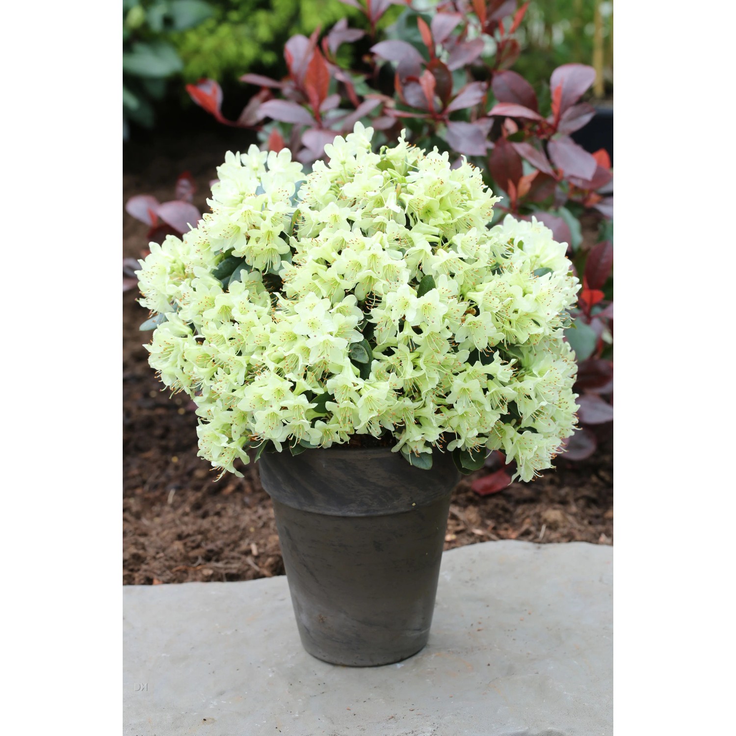 Zwerg Rhododendron "Shamrock" winterhart 20 - 30 cm Topf 4,6 l kaufen bei  OBI
