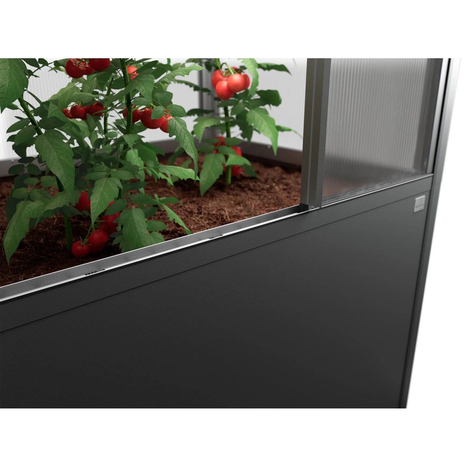 Biohort Gewächshaus Florentina Maxi, dunkelgrau-metallic, mit Tomatenpflanzen.