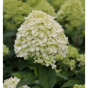 Rispenhortensie 'Limelight' mit cremeweißen Blütenständen im Detail.