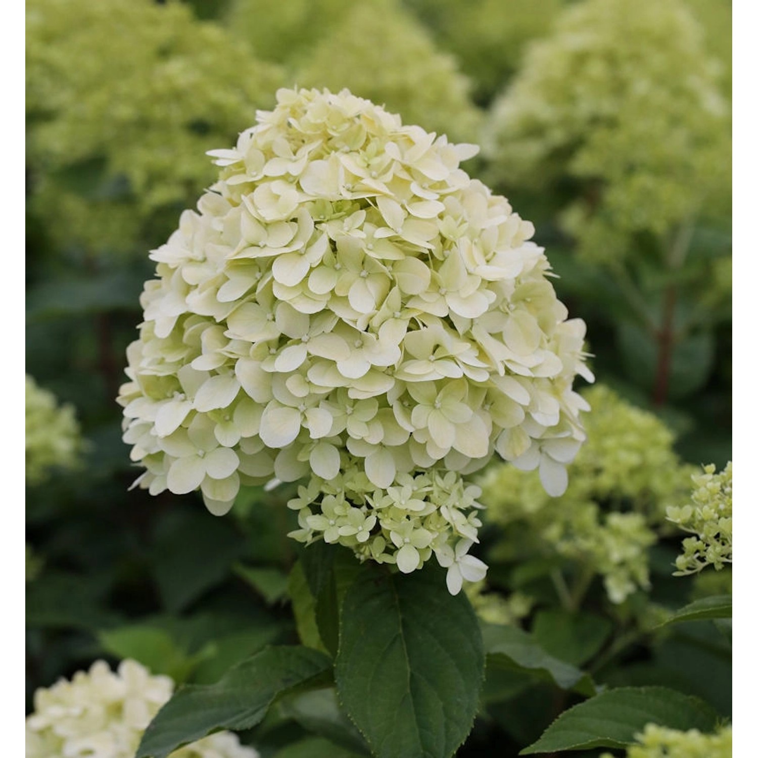 Rispenhortensie Limelight 125-150cm - Hydrangea paniculata günstig online kaufen