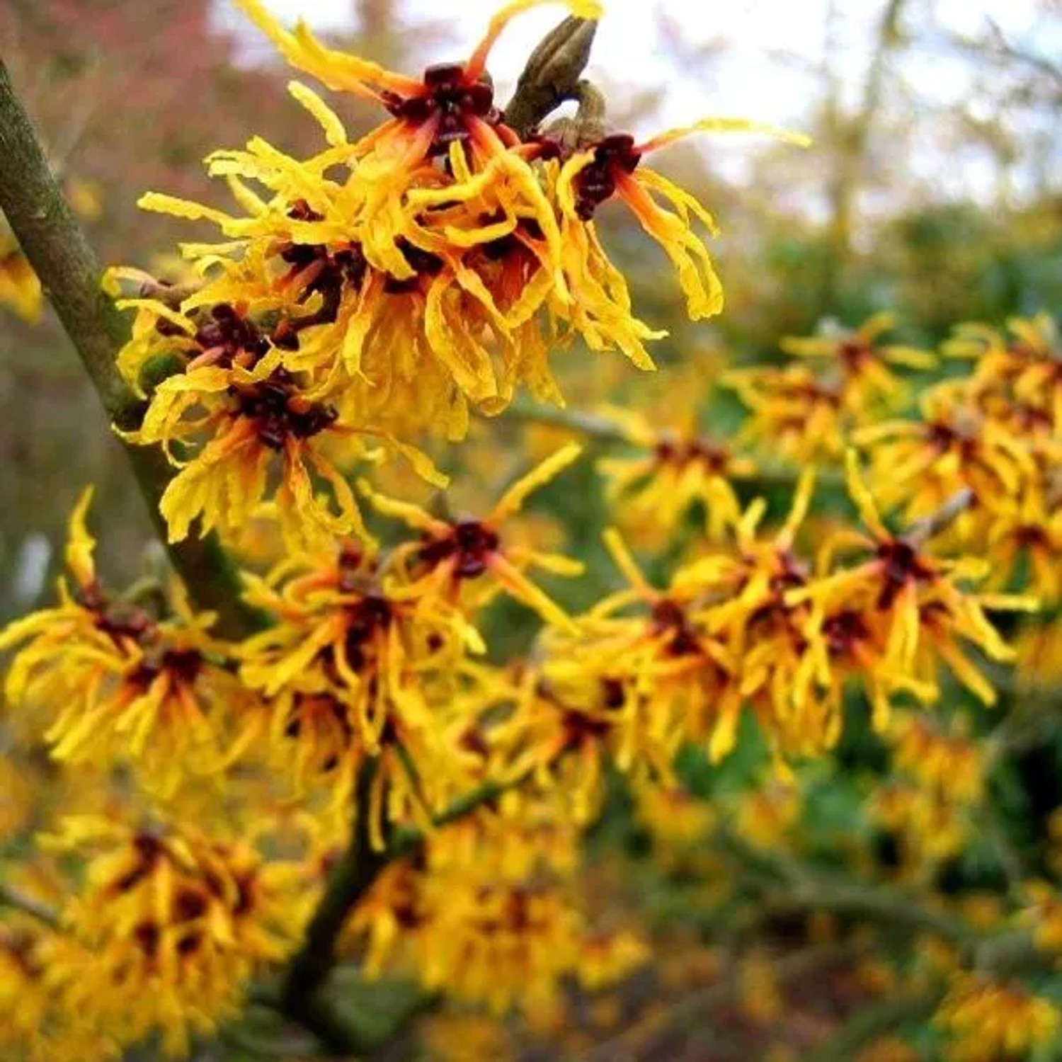 Zaubernuss 'Orange Beauty' Hamamelis × intermedia 40 bis 60 cm im Container Orange Blüten