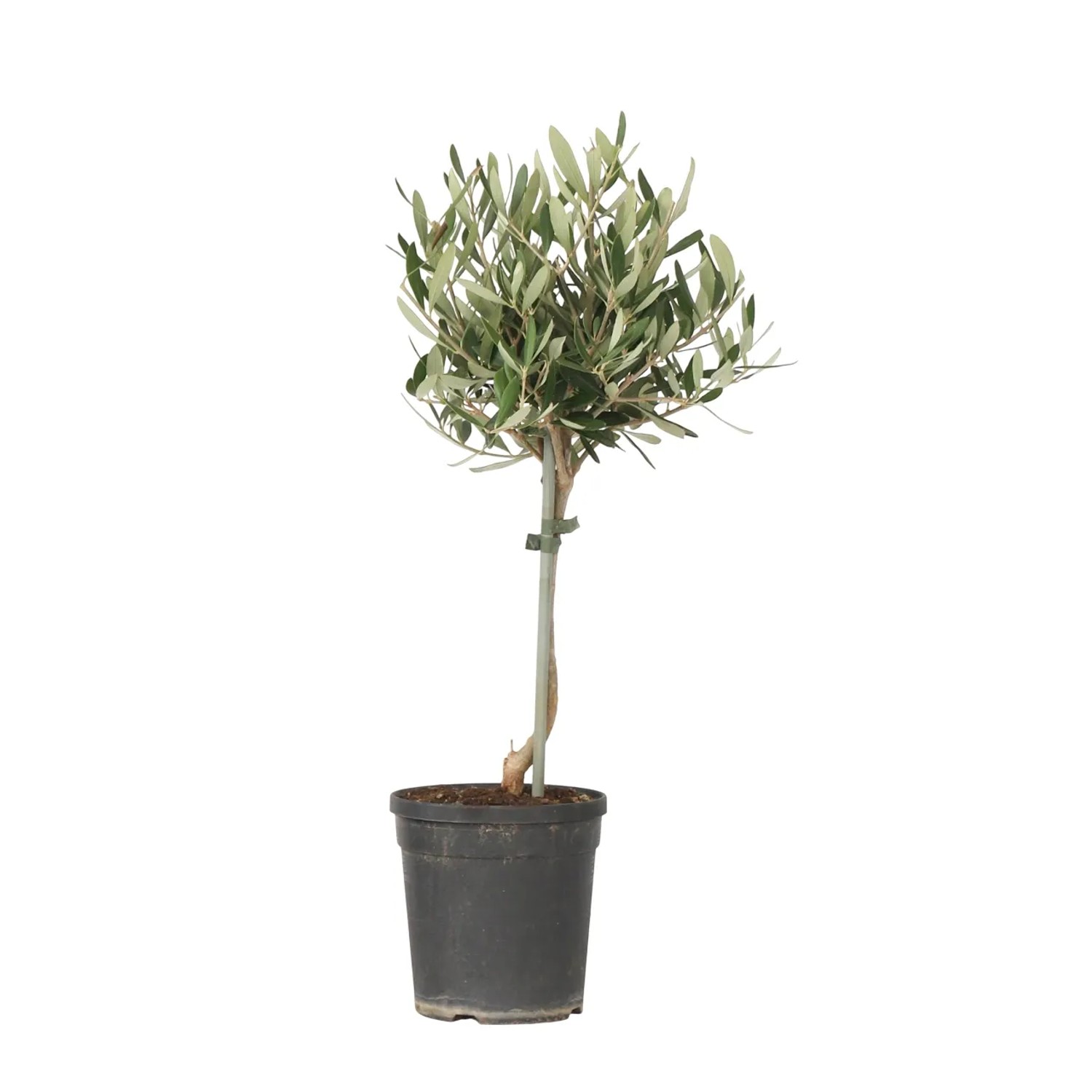 Plant In A Box Olivenbaum  Olea Europaea Höhe 50cm Ø14 Grün  Auf Stamm