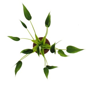 Alocasia Tiny Dancer im 12cm Topf, seltene Tropenpflanze mit pfeilförmigen Blättern.