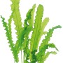 Dennerle Aponogeton Longiplumulosus Aquariumpflanze mit gewellten, grünen Blättern.