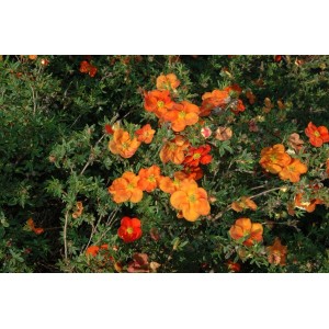 Leuchtend rote Potentilla 'Red Ace' Fingerstrauch im 9x9 cm Topf.