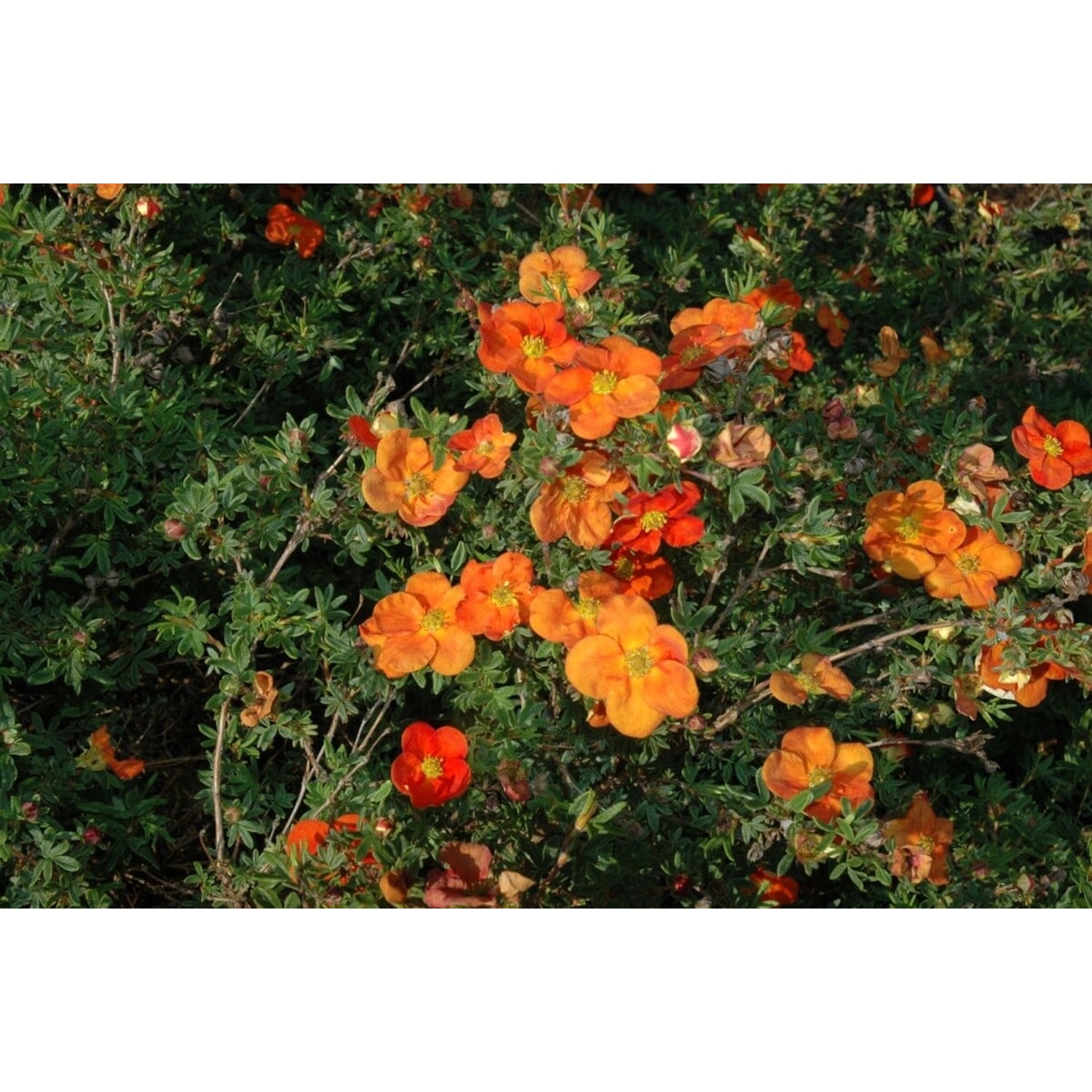 Potentilla 'Red Ace' Fingerstrauch Ca. 9x9 cm Topf günstig online kaufen