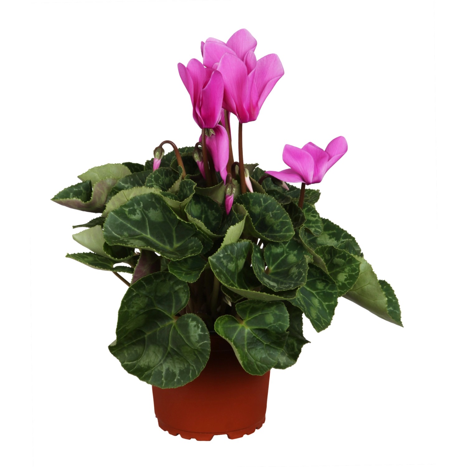 Alpenveilchen Lila Topf-Ø ca. 11 cm Cyclamen persicum günstig online kaufen