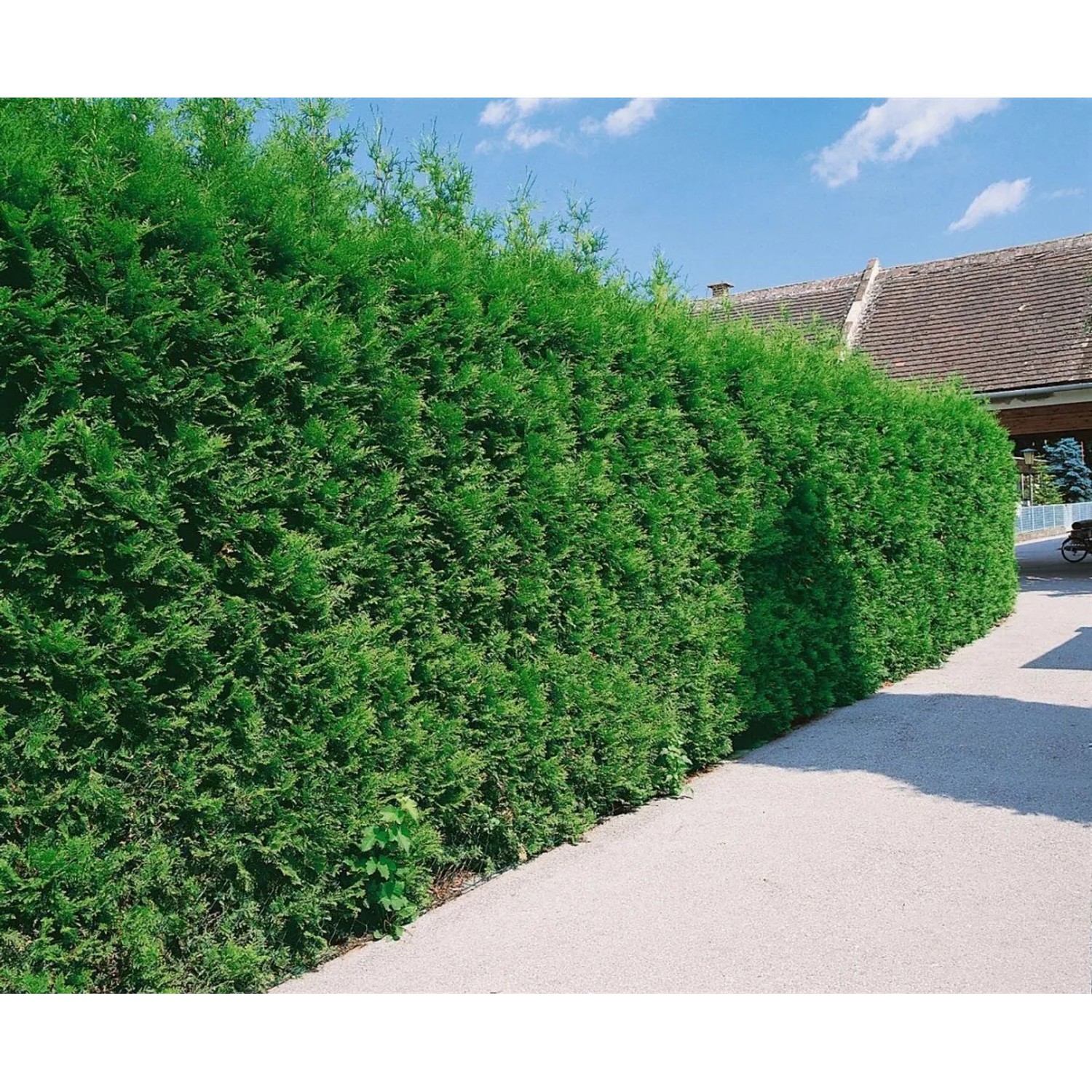 Dichte, grüne Thuja 'Brabant' Hecke (100-125 cm) als Sichtschutz im Garten.